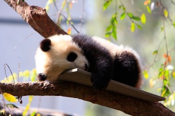sleepy_panda1
